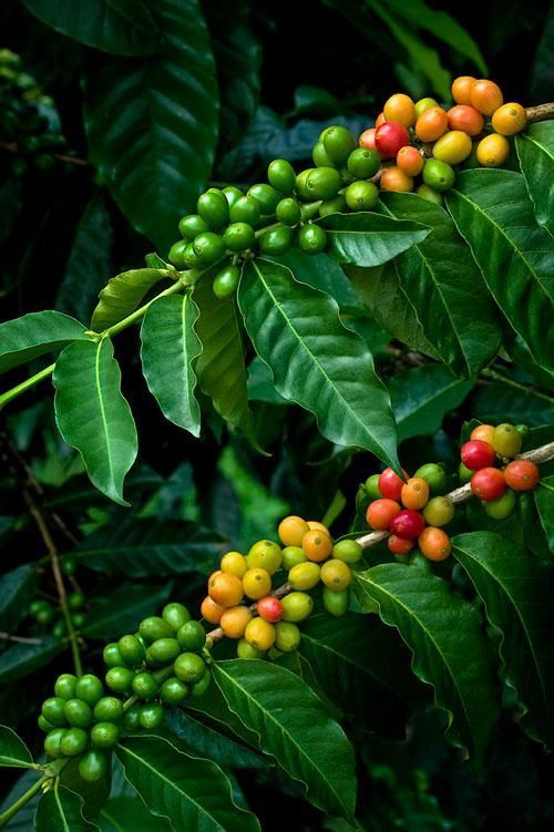 odwiedzić plantację kawy