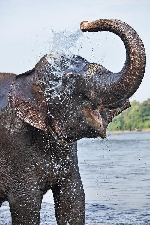 wykąp słonia